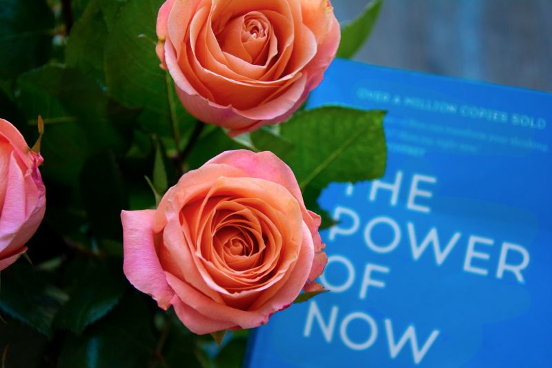 close-up of roses next to the book The Power of Now, representing calm, reflection, and self-help practices.